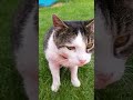#katzen