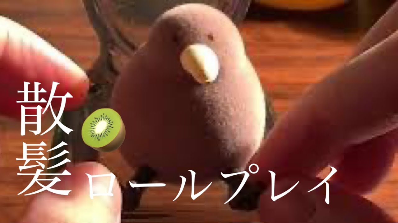 【ASMR･ロールプレイ】お客のキーウィを散髪します