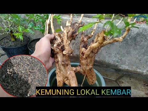 Cara Membuat Bonsai Pohon Kemuning Murraya Paniculata Youtube