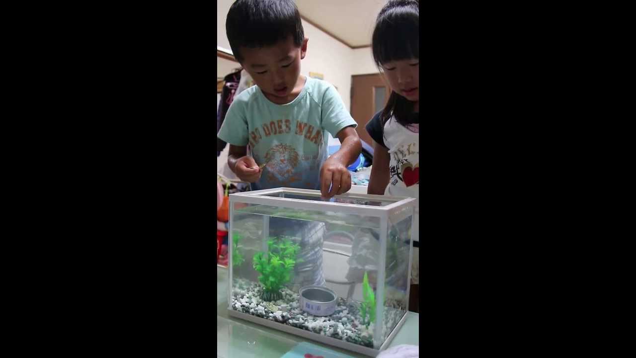 【お家でメダルゲーム】家で遊べる ...