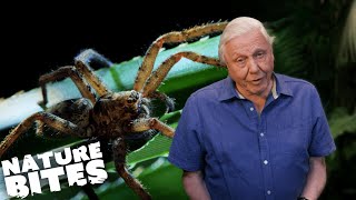 Stick Insect VS Deadly Huntsman Spider | David Attenborough's Micro Monsters | Nature Bites