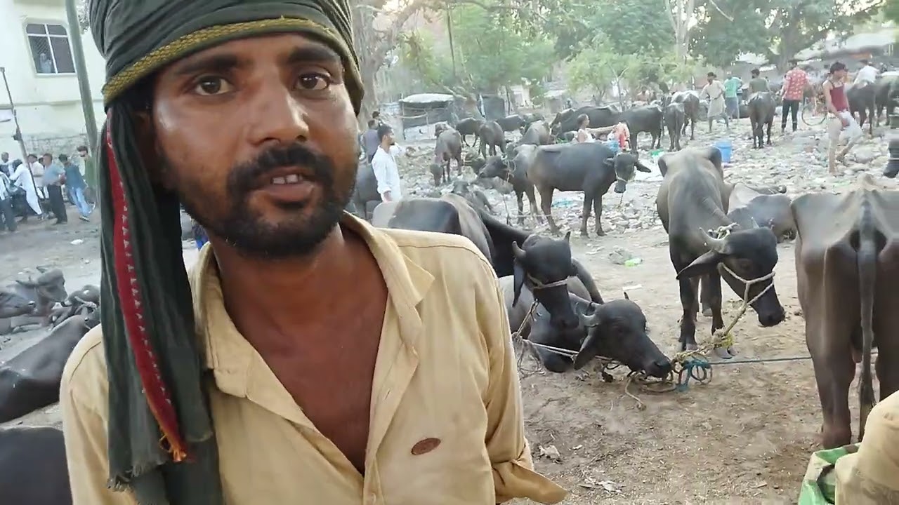 12000 SE SHURU. LOCO PADWA MANDI.BHARI BHAINSE B HAIN #shorts #trading #sale