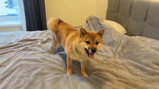 Shiba Inu dog zoomies on the bed | собака шиба ину зумит на кровати