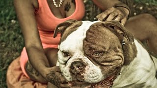 American Bulldog / Bouledogue Americain by CanineDogProject by CanineDogProject 91,925 views 8 years ago 2 minutes, 41 seconds