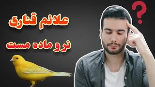 علائم مستی و آماده به جفت بودن قناری نر و ماده : از کجا بفهمیم قناریمون آماده هست؟