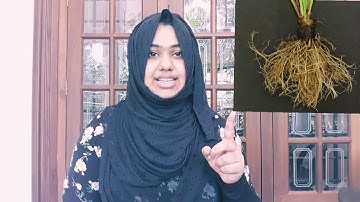 THE LEAF TOO HAS TO SAY| CHAPTER 2 |GRADE 4 | EVS| PART 1