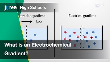What is an Electrochemical Gradient? | Bio | Video Textbooks - Preview