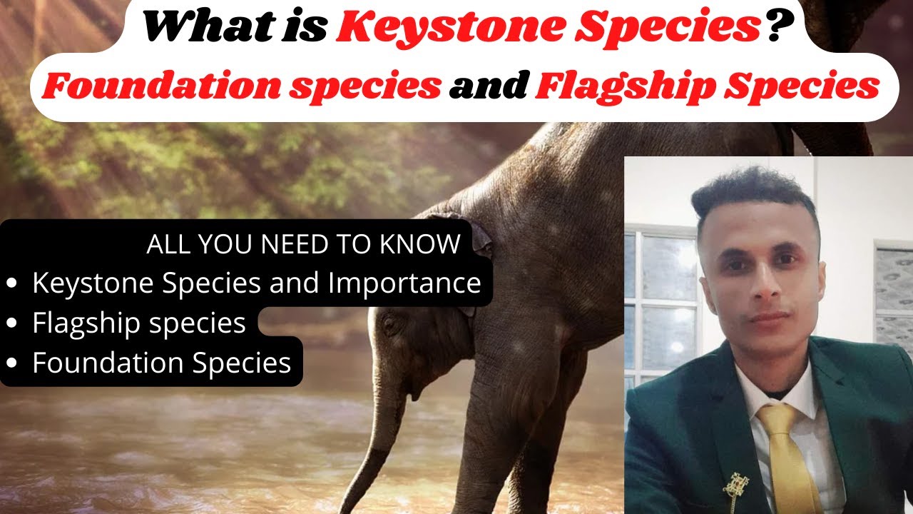 What are Keystone Species ? | Flagship Species | Foundation Species