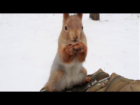 Белки. Подборка роликов за последнюю неделю / Squirrels. A selection of videos from the last week