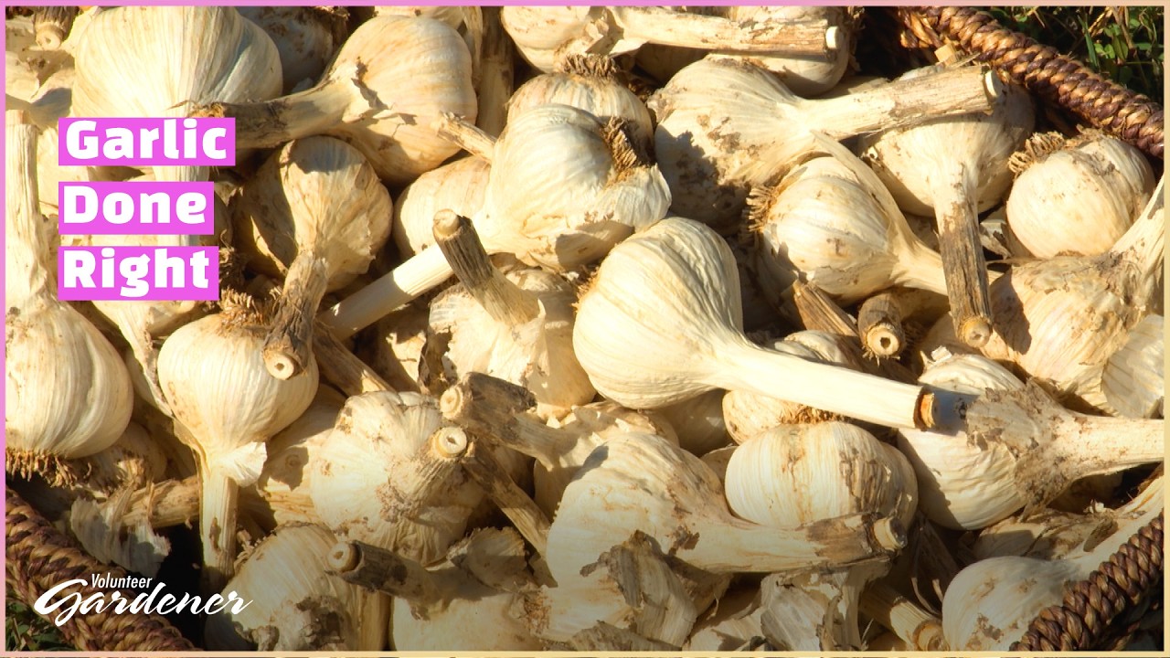 Home Grown Garlic | Volunteer Gardener