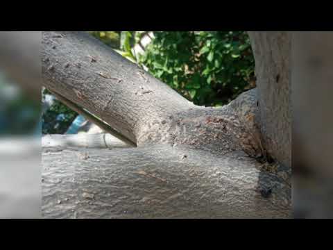 Daawooyinka Ku Jira Geedka Wamaha Daawooyinka Ku Jira Geedka Wamaha