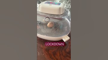 FINAL COUNTDOWN // INCUBATOR LOCKDOWN // NURTURE RIGHT 360 // TWO EGGS LEFT   #shorts