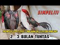 CARA MEMPERCEPAT PERTUMBUHAN BULU AYAM MABUNG// 2 - 3 BUALAN SELESAI.