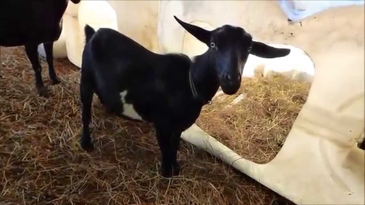 Goat Apartments YouTube