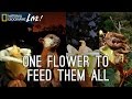 One Flower to Feed Them All | Nat Geo Live