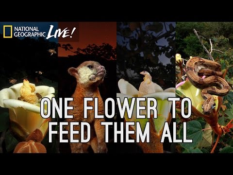 One Flower to Feed Them All | Nat Geo Live