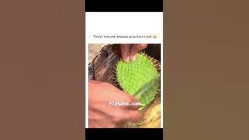 Thumbnail of Yes, You Can Eat Cactus 🌵
