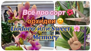 Срезала цветоносы у Phal. Sweet Memory Liodoro, нужно ли? 🪴 Всё про сорт Liodoro 🌸 #orchid #orchids