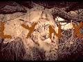 Lynx incroyable rencontre paysdenhaut vaud suisse  amazing swiss lynx encounter version longue