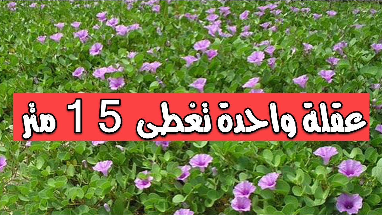 نبات ظفر الماعز عقلة واحدة تغطى 15 متر قناة تكنومكس م شريف فاروق