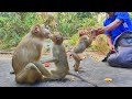 Bro yat feed fruit and milk to monkey leo lucie luna rainbow before they are going to sleep