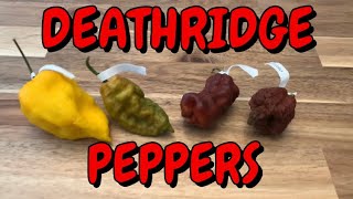 Superhots From Deathridge Peppers Lets Eat Some Peppers