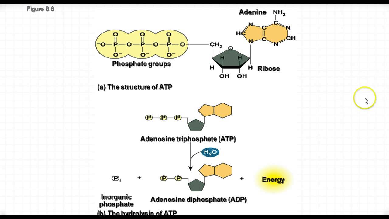 AP Biology - Energy Reactions & ATP - YouTube