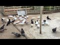 #Pigeons.Ответ на вопрос молодого голубятника.