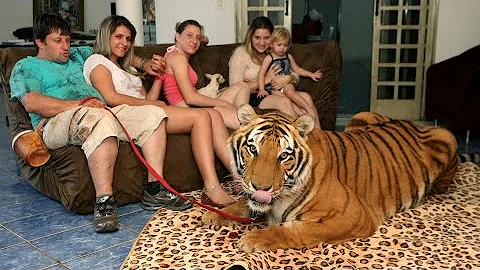 Living With Tigers: Family Share Home With Pet Tigers - DayDayNews