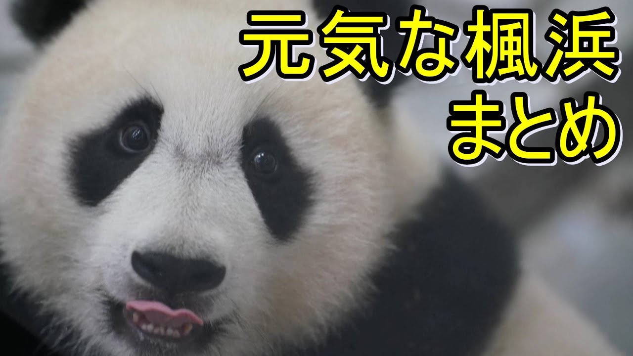 「まとめ」元気な楓浜🍁  2021/10/25