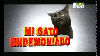 Gato Endemoniado (Jackson Galaxy)Gatos Violentos (ozzy y Lily )