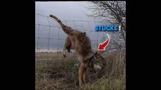 This Man Rescued a Coyote ❤️‍🩹