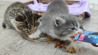 The very hungry kitten attacked the food😮 by Funny Pets 599 views 10 months ago 2 minutes, 32 seconds