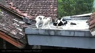 Amazing 1 Female 4 male cat and Tomcat troublemaker || Funny moment male cats fighting over females