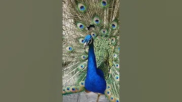 Peacock More Tiktok Shortvideo Short Nature Animals 
