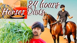 24 hours horse Diet | horse full Diets | best diets for horses
