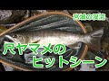尺ヤマメのヒットシーン