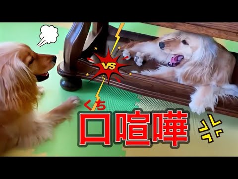 犬の口けんか！おしゃべりをする犬が可愛い！