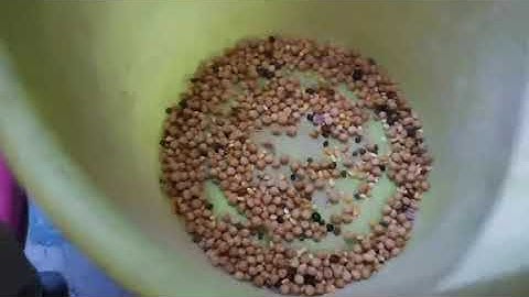 S32 soybean color sorter