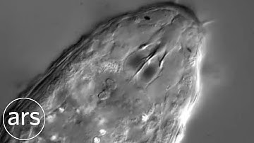 A heterotardigrade by DIC microscopy | Ars Technica