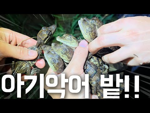 대체 몇마리야!! 유튜브 최초로 악어둥지를 발견했습니다. 미치도록 귀여운 아기악어들이 바글바글하네요
