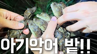 대체 몇마리야!! 유튜브 최초로 악어둥지를 발견했습니다. 미치도록 귀여운 아기악어들이 바글바글하네요