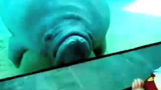 Manatee Face Smash Dear Sister