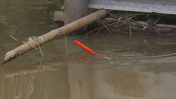 Câu Cá Rô Đồng , Đụng Độ Cá Rô MỀ Cá LÓC Kéo Chìm Mất Phao Bên Dưới Chuồng Vịt