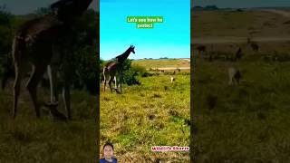 Giraffe vs Lion wildlife giraffe nature shorts shortsviral