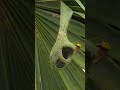 Beautiful and safe home 🏡 Bird nest #bird