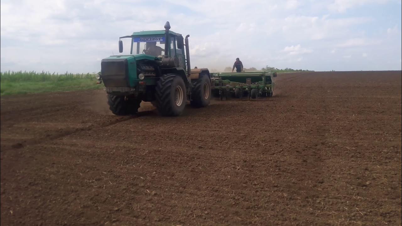 посев проса. посев пшена. колосья риса. ноу-тилл технология. просо оренбург.