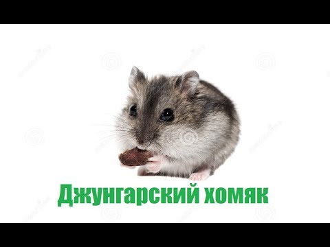 Джунгарский хомяк, уход и содержание, сколько живут