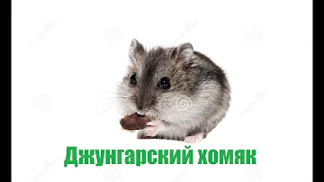 Джунгарский хомяк, уход и содержание, сколько живут