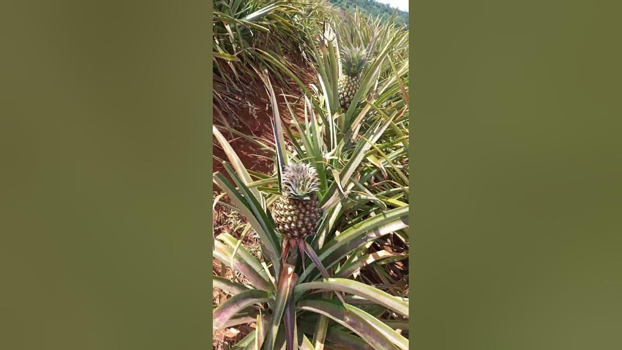 Pineapples Growing in Rural Kenya YouTube